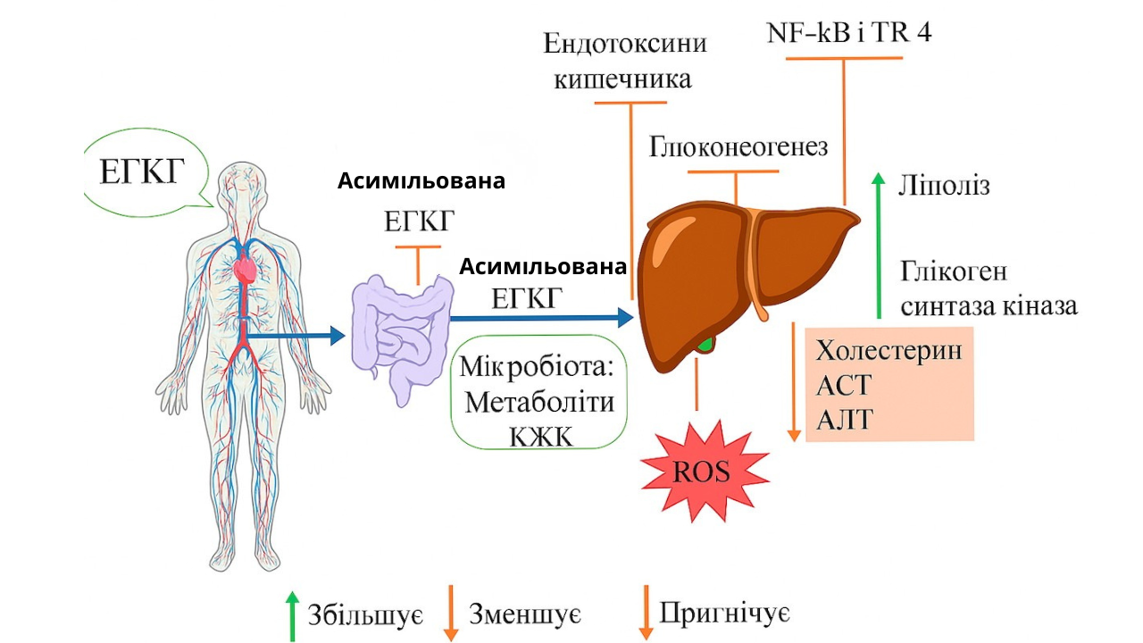 Асимільована дія зеленого чаю